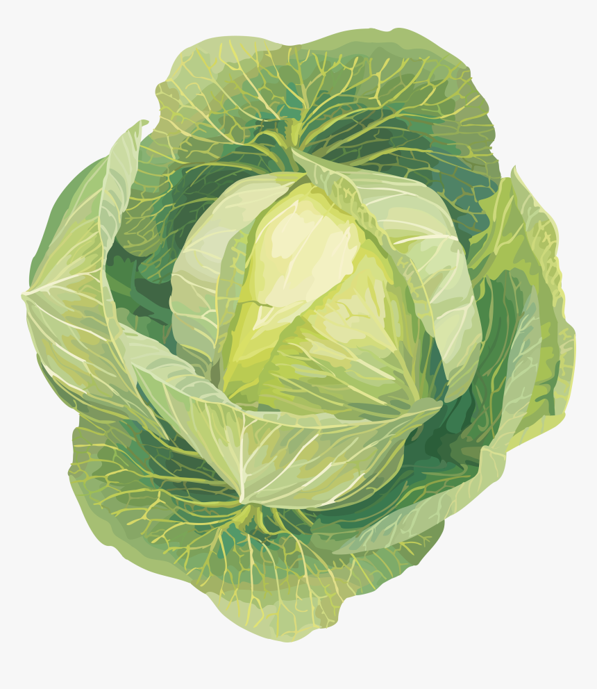 Cabbage Png Image - Vegetables Clip Art, Transparent Png, Free Download