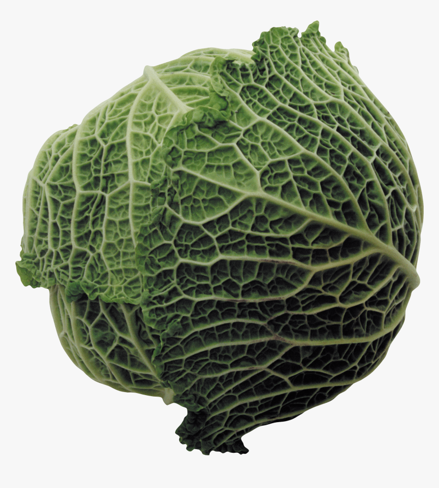 Large Cabbage - Cabbage, HD Png Download, Free Download