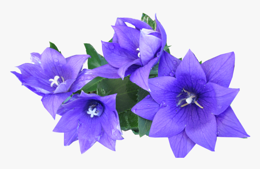 Blue, Flower, Cut, Out, HD Png Download, Free Download