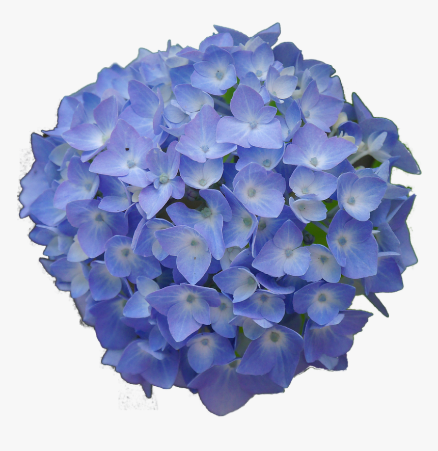 Hydrangea Flowers Png, Transparent Png, Free Download