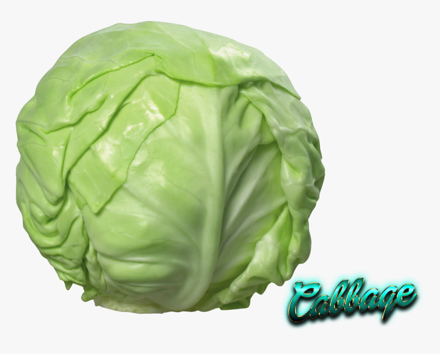 Red Cabbage Cauliflower Savoy Cabbage Napa Cabbage - Cabbage Png, Transparent Png, Free Download