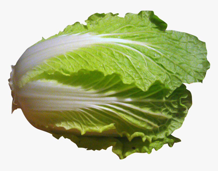 Napa Cabbage, HD Png Download, Free Download