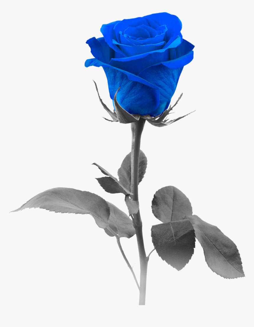 Blue Rose, HD Png Download, Free Download