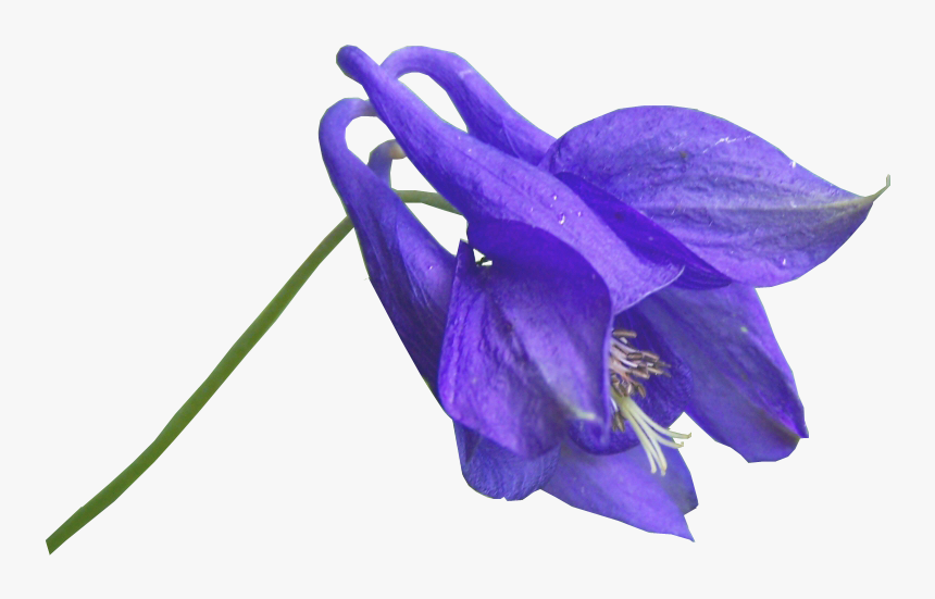 Blue Flower Png By Alzstock-d5pcywe Zpsshskonnn - Blue Violet Flower Png, Transparent Png, Free Download