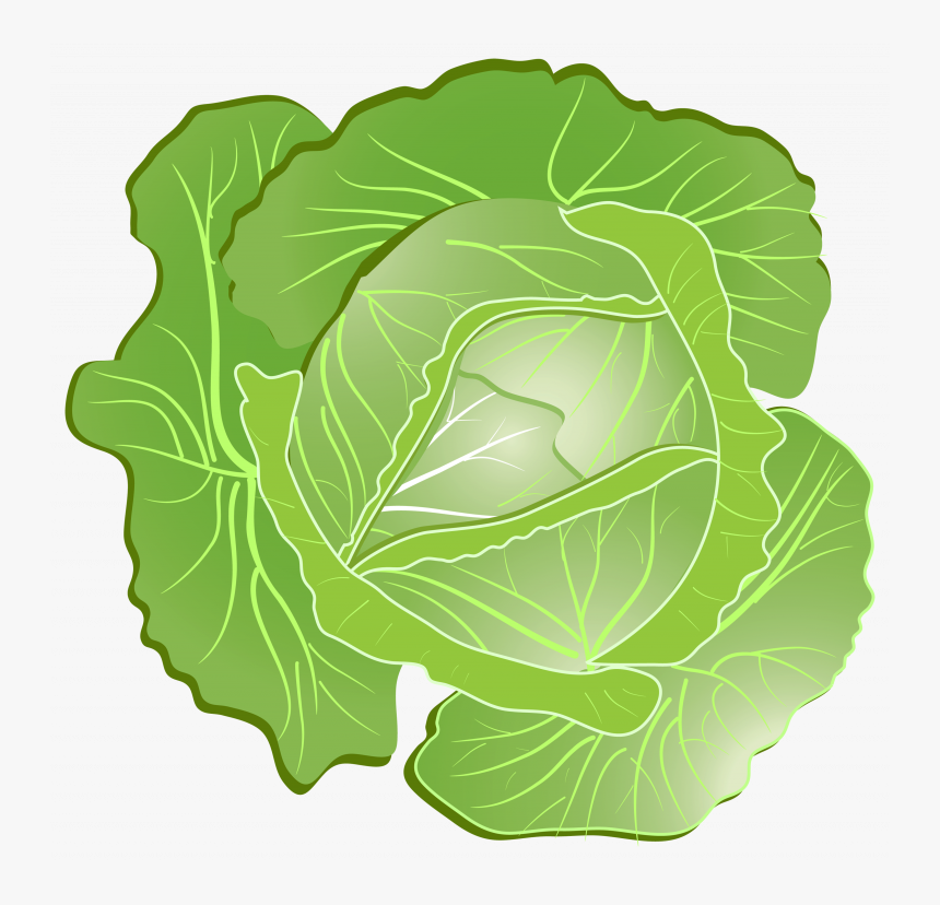 Download For Free Cabbage Png Clipart - Cabbage Clipart Png, Transparent Png, Free Download