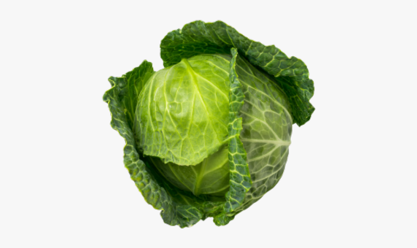 Cabbage Png Transparent Images - Hình Ảnh Rau Xanh, Png Download, Free Download