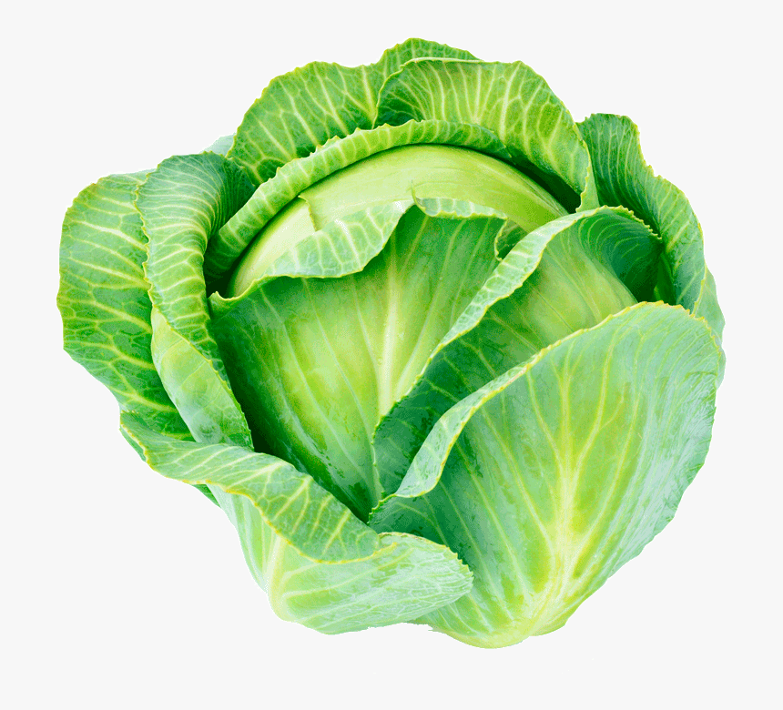 Png Cabbage, Transparent Png, Free Download