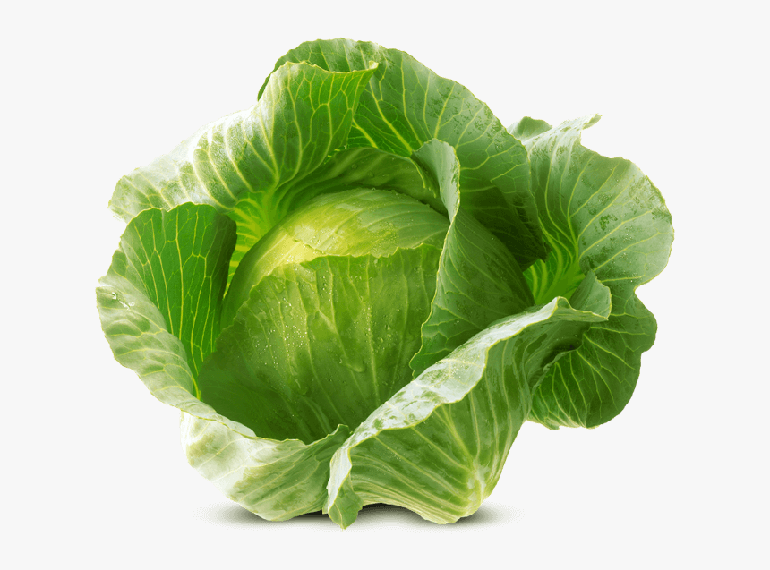 White Cabbage Von Elo - Transparent Background Cabbage Png, Png Download, Free Download