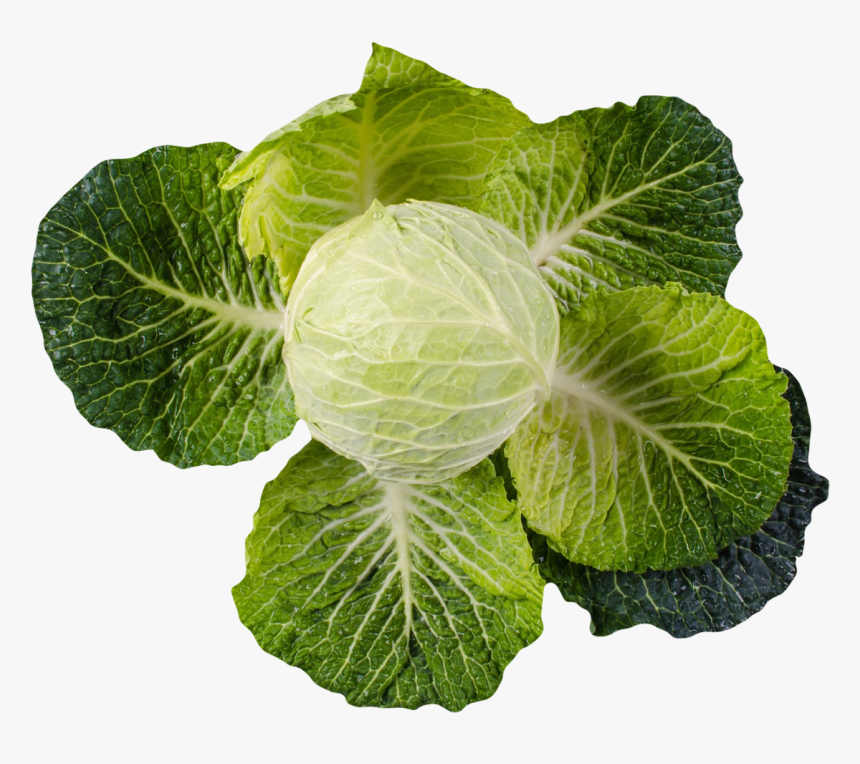 Cabbage, HD Png Download, Free Download