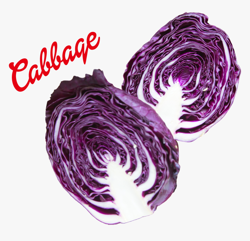 Cabbage Png Image - Red Cabbage, Transparent Png, Free Download