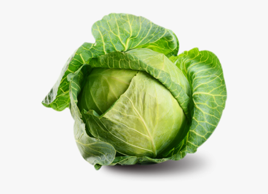 Cabbage Png Free Image Download - Cabbage Png, Transparent Png, Free Download