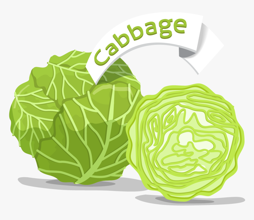 Cabbage, HD Png Download, Free Download