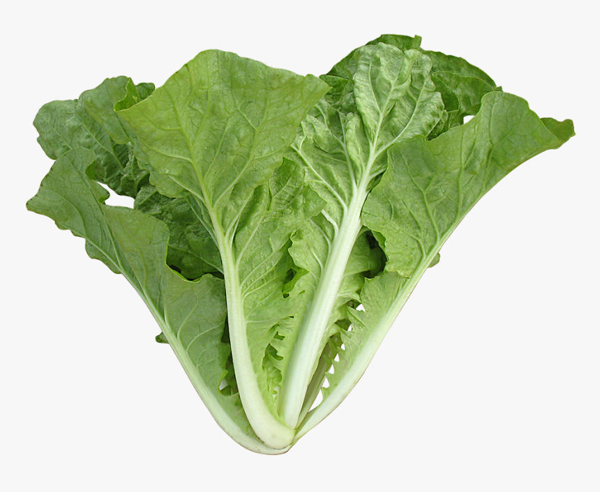 Chinese Cabbage Ong King, HD Png Download, Free Download