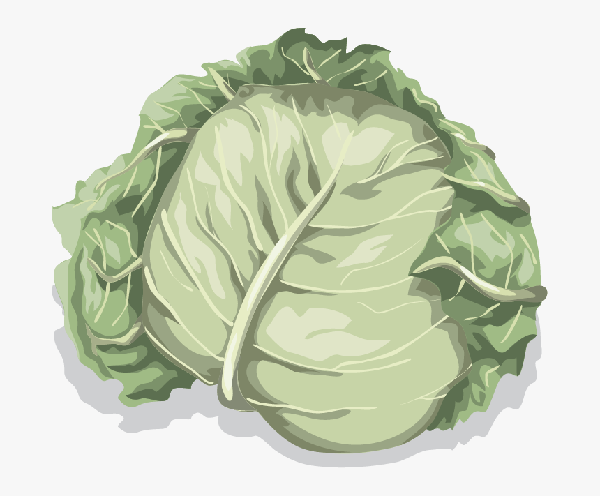 Png Cartoon Lettuce, Transparent Png, Free Download
