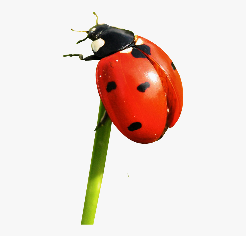 Ladybug Png Image - Transparent Ladybird Png, Png Download, Free Download