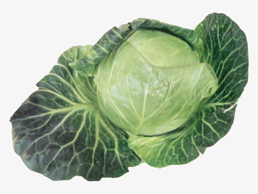 Cabbage Png, Transparent Png, Free Download