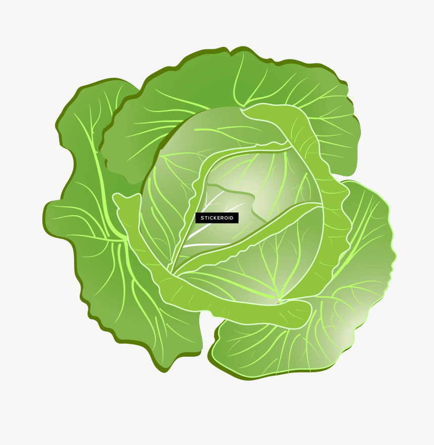 Cabbage Clipart Png , Png Download - Rau Bap Cai Vector, Transparent Png, Free Download