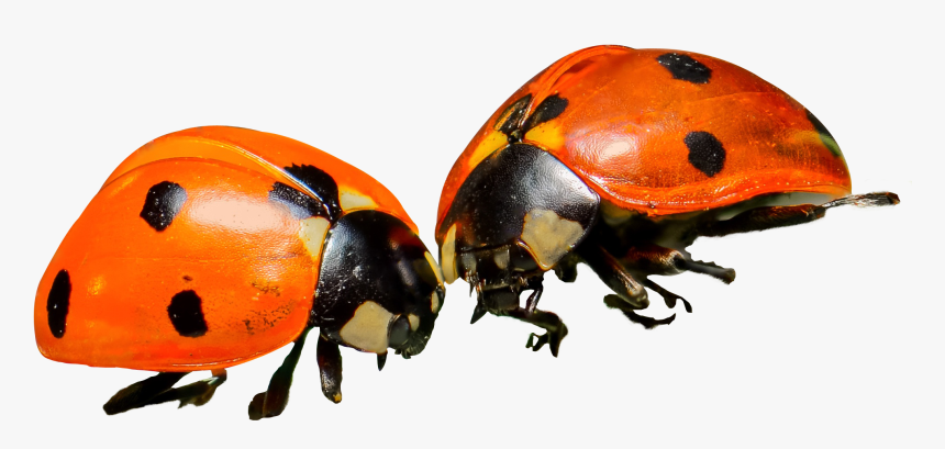 Orange Ladybug Png, Transparent Png, Free Download