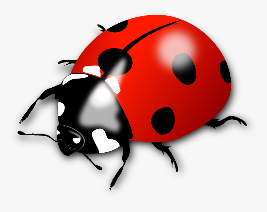 Ladybug Png, Transparent Png, Free Download