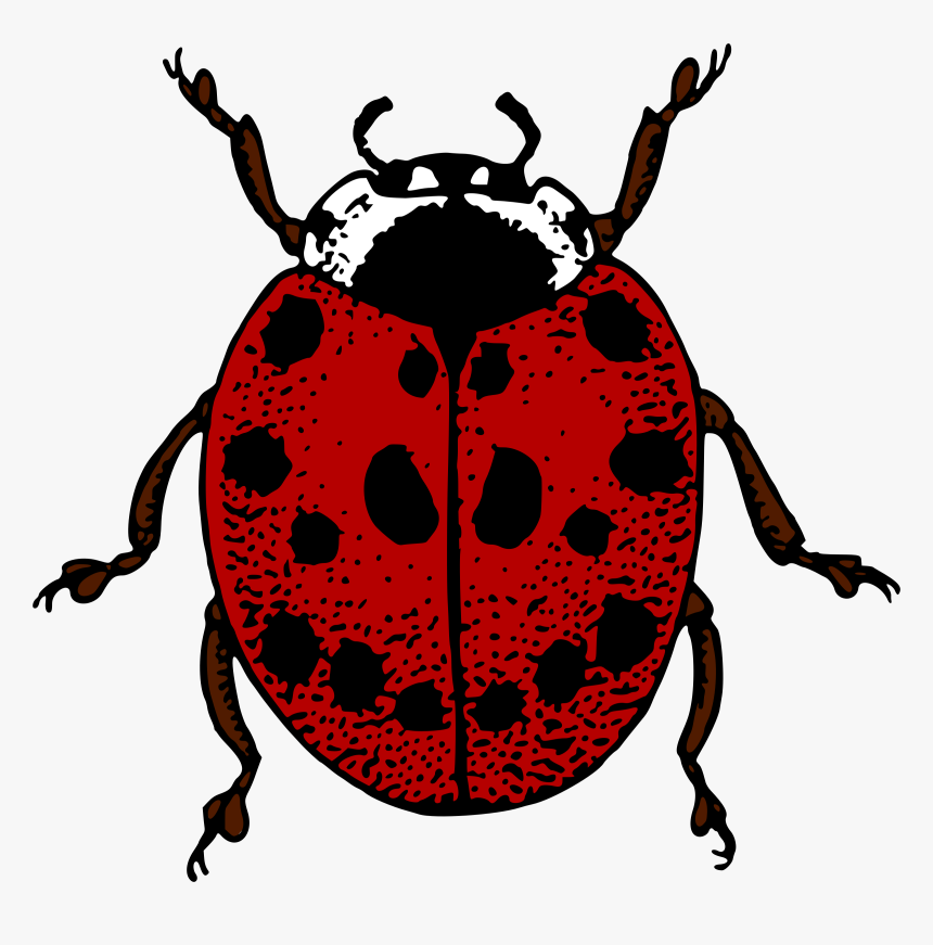 Ladybird Clip Arts - Ladybird Pictures To Colour, HD Png Download, Free Download