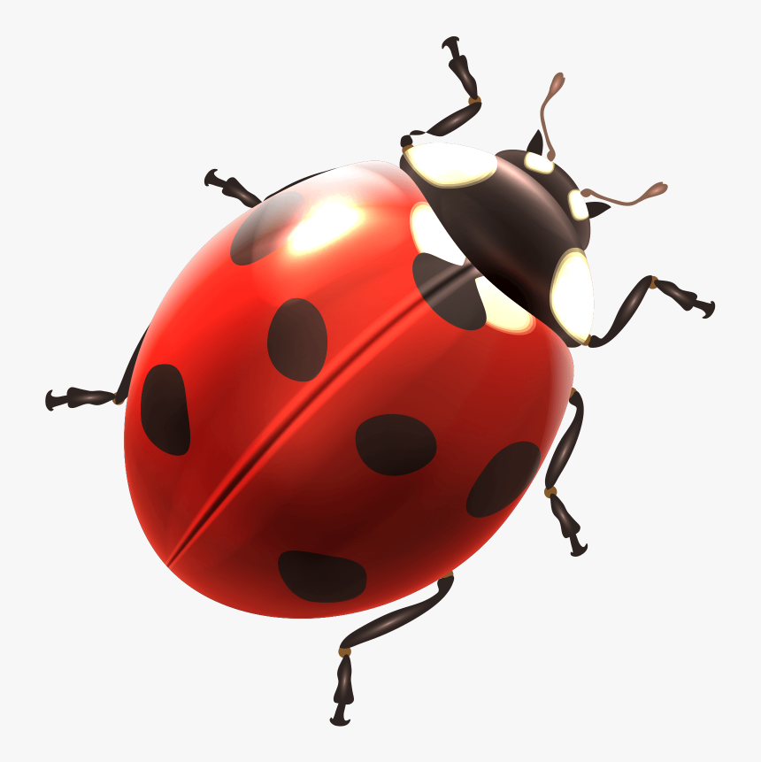 Ladybird Clipart Png Image Free Download Searchpng - Ladybird Png, Transparent Png, Free Download