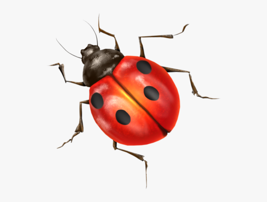 Transparent Ladybird Clipart - Ladybird Png, Png Download, Free Download