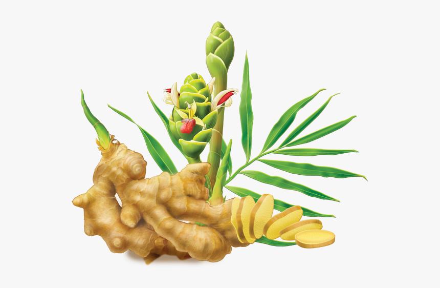 Download Ginger Png Image - Ginger Png, Transparent Png, Free Download