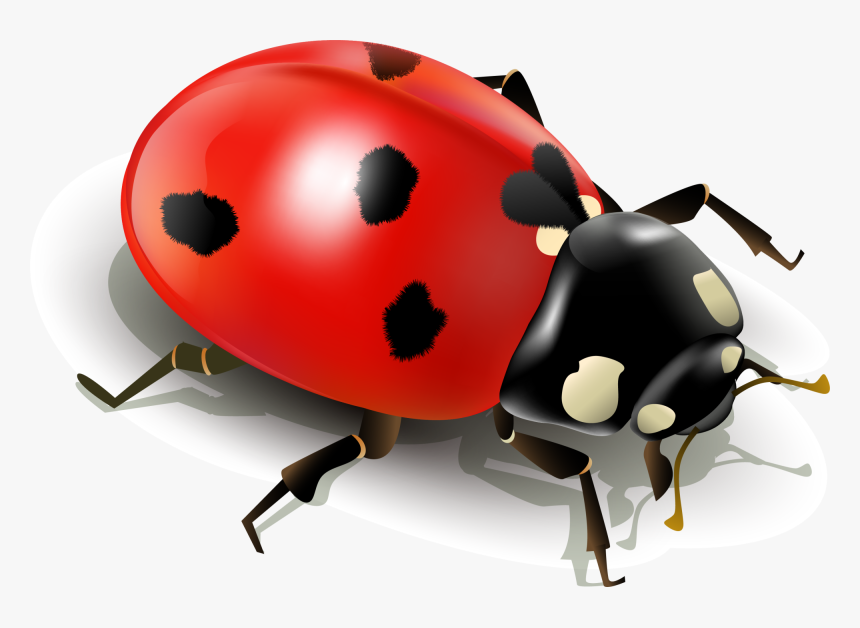 Insect Ladybird Clip Art Simplified Ladybug Ⓒ - Ladybug White Background, HD Png Download, Free Download
