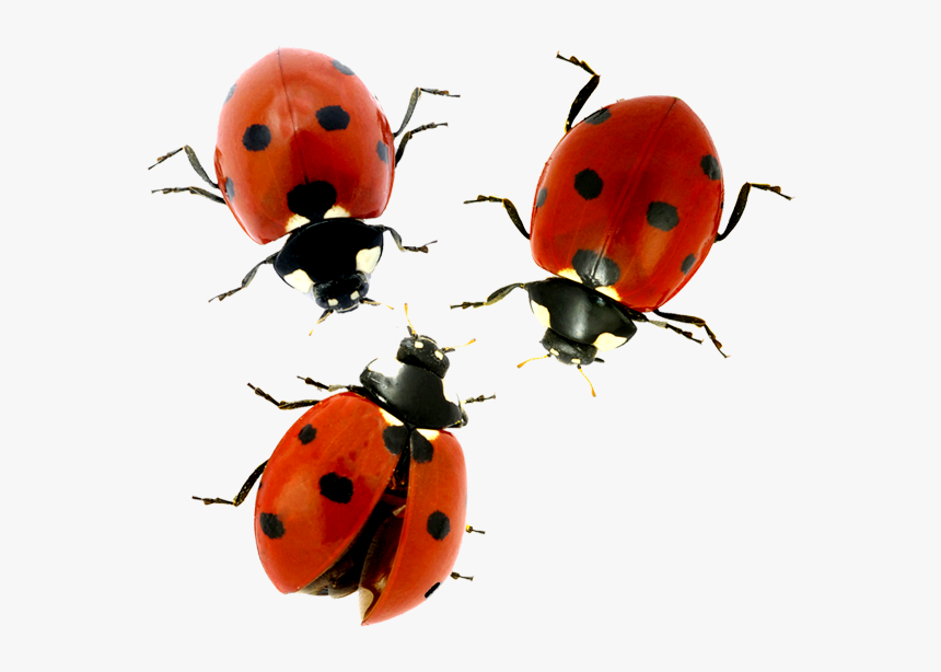 Ladybugs - Ladybug - Ladybug, HD Png Download, Free Download