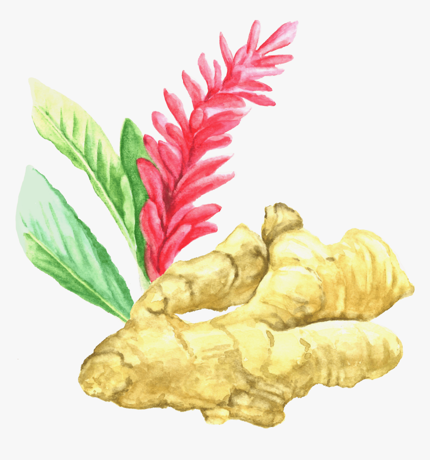 Ginger Root - Ginger, HD Png Download, Free Download