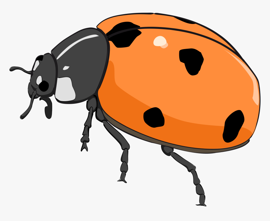 Coccinelle, Ladybug Clip Arts - Cute Beetle Clipart, HD Png Download, Free Download
