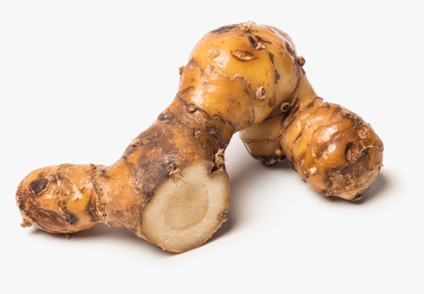 Greater Galangal, HD Png Download, Free Download