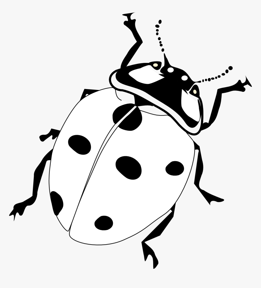 Ladybug Black And White, HD Png Download, Free Download