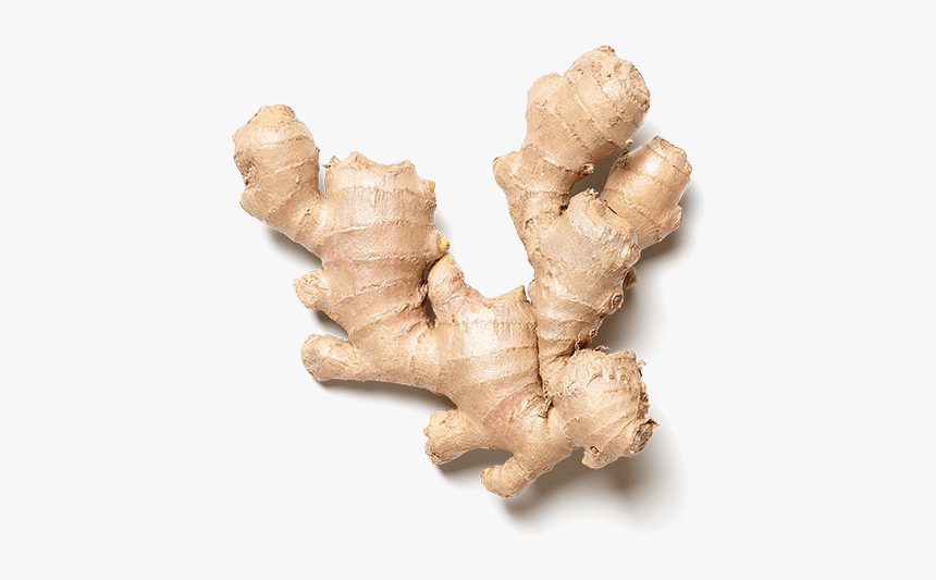 Greater Galangal, HD Png Download, Free Download