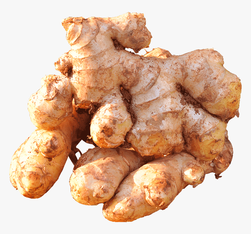 Gap Wholesale Ginger Kerala, Chinese Wild Ginger, Ginger - Ginger, HD Png Download, Free Download