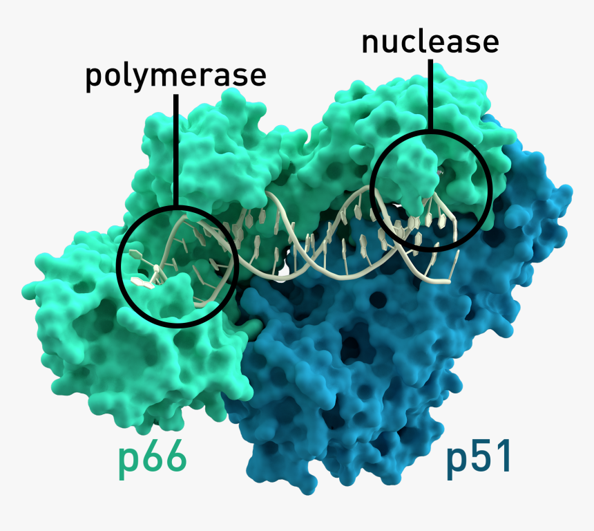 Reverse Transcriptase 3klf Labels - Reverse Transcriptase, HD Png Download, Free Download