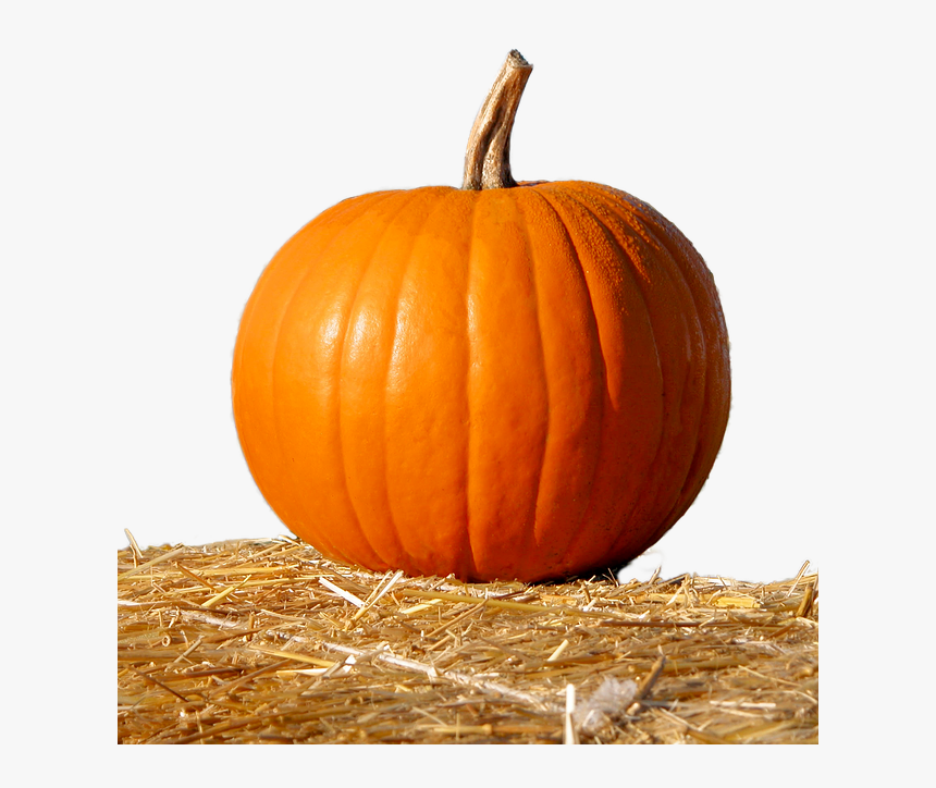 Transparent Pumpkins Png - Pumpkin In Nature, Png Download, Free Download