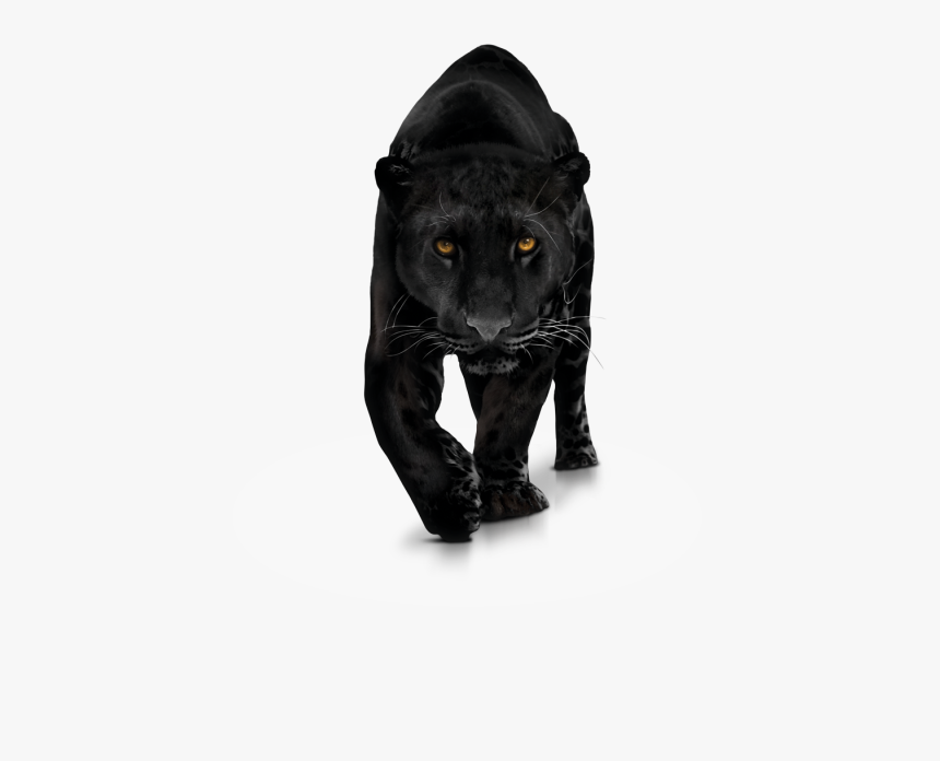 Panther Png, Transparent Png, Free Download