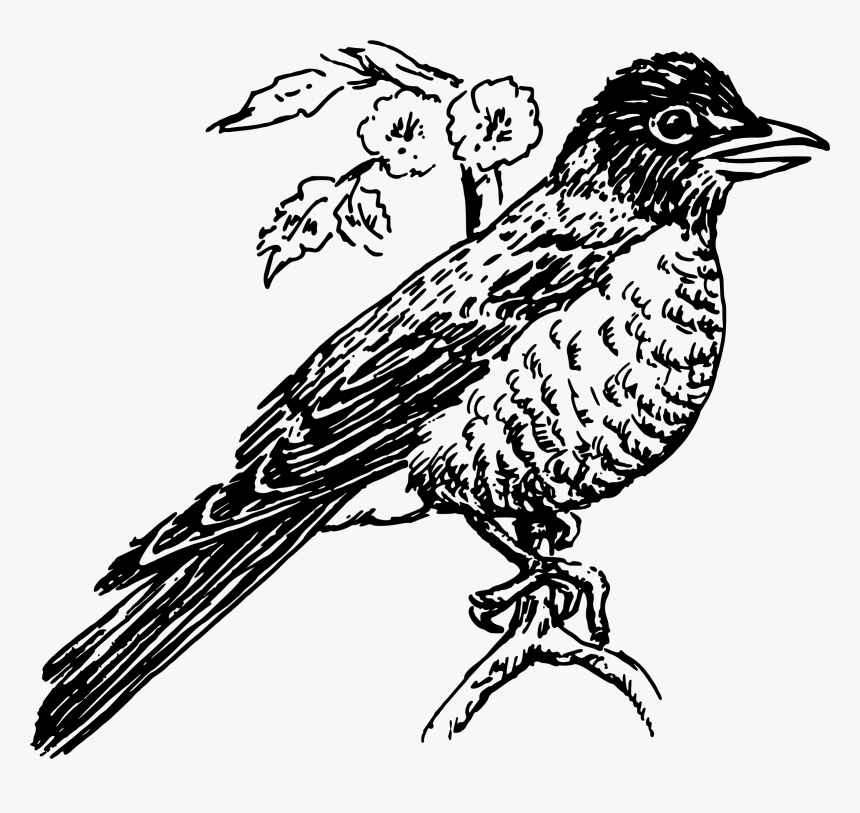 Robin 3 Clip Arts - Robin Clipart Black And White, HD Png Download, Free Download