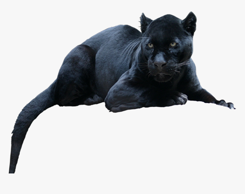 Black Panther Leopard Jaguar Cat Tiger - Animal Black Panther Png,  Transparent Png - kindpng