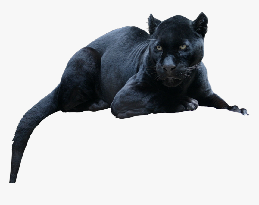 Black Panther Leopard Jaguar Cat Tiger - Animal Black Panther Png, Transparent Png - kindpng Black Panther Leopard Jaguar Cat Tiger - Animal Black Panther Png, Transparent Png - kindpng