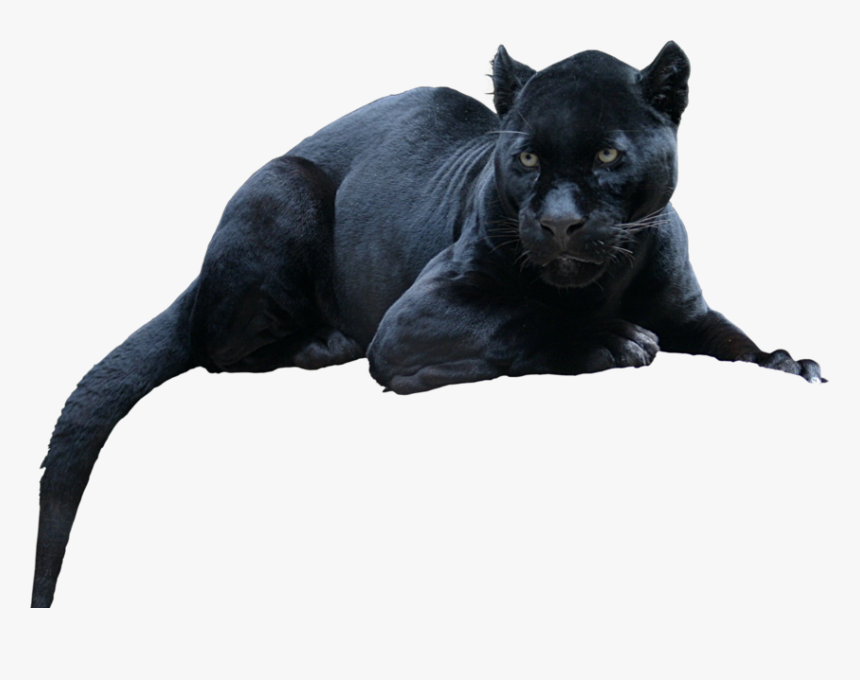 Black Panther Leopard Jaguar Cat Tiger - Animal Black Panther Png, Transparent Png, Free Download