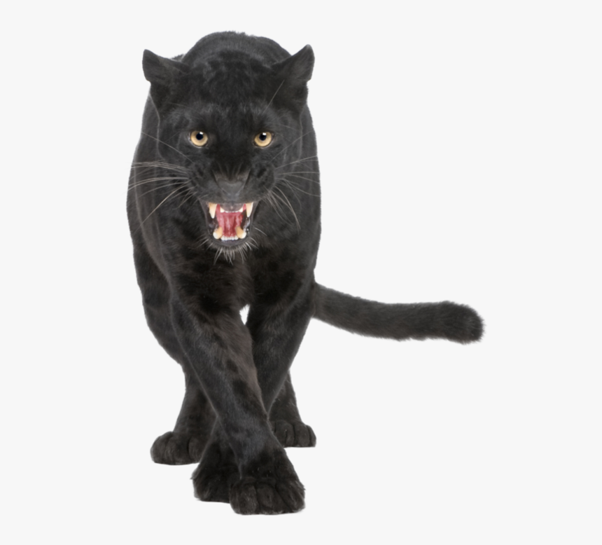 Panther Png Transparent - Black Leopard, Png Download, Free Download