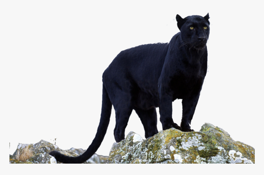 Transparent Animals Black Panther - Panther Meaning In Hindi, HD Png Download, Free Download