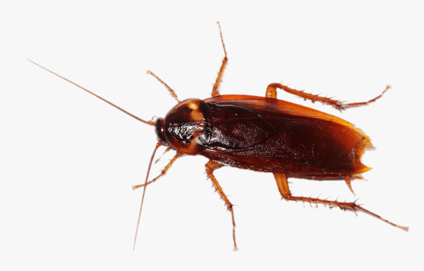 Cockroach - Transparent Background Cockroach Png, Png Download, Free Download