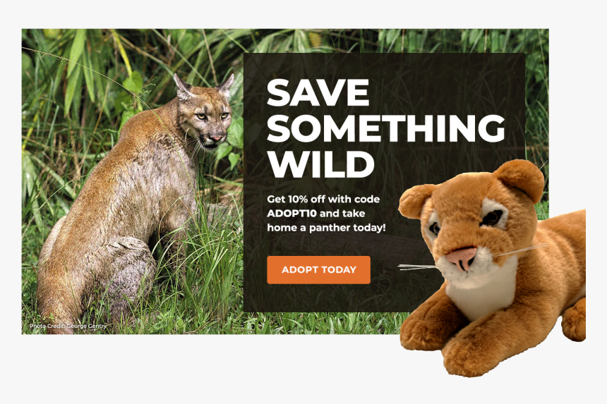 Adopt A Panther - Snowy Owl Owls Habitat, HD Png Download, Free Download
