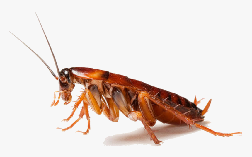 Download Cockroach Png Clipart - Cockroaches Png, Transparent Png, Free Download