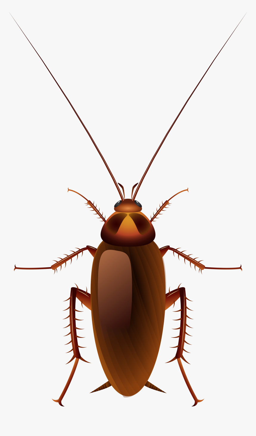 Cockroach Png Clip Art - Transparent Background Cockroach Clipart, Png Download, Free Download