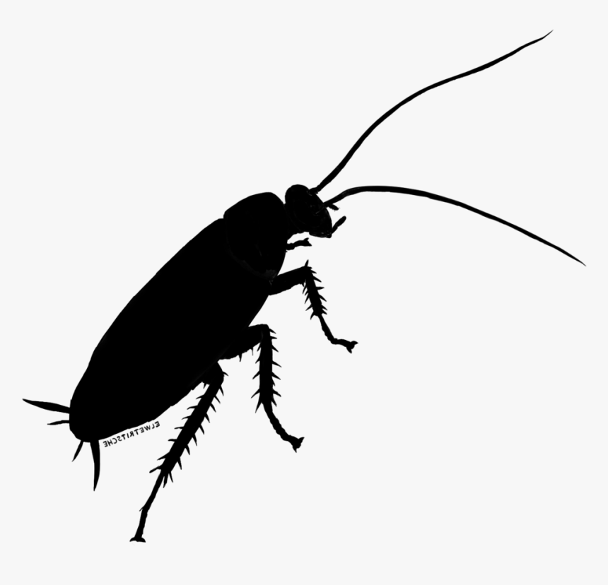 Cockroach Beetle Weevil Clip Art Silhouette - Cockroach Png, Transparent Png, Free Download