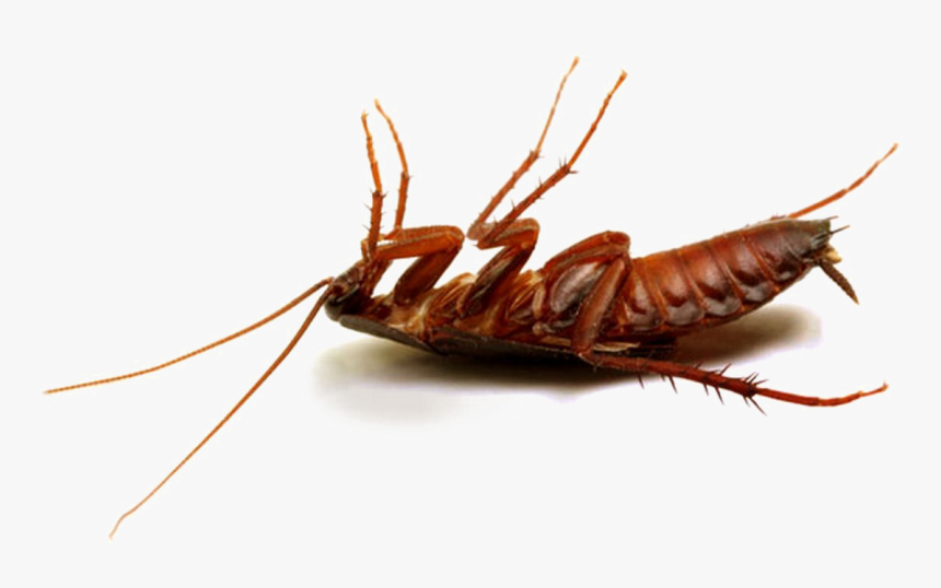 Cockroach Png Hd Photo - Dead Cockroach Png, Transparent Png, Free Download